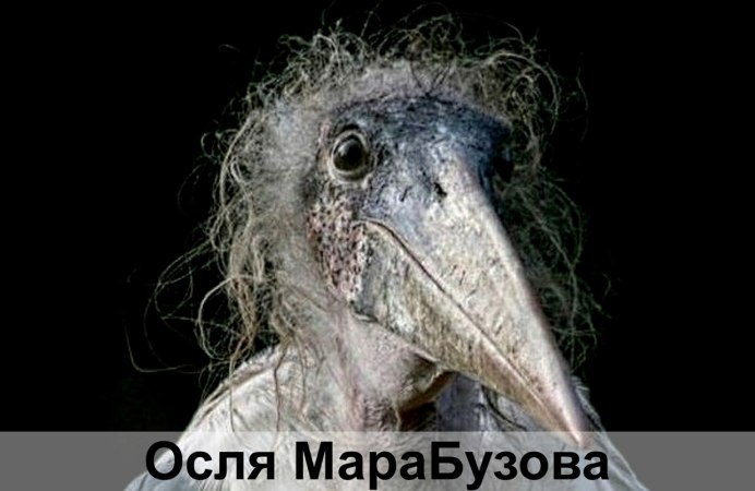 Страшная птица