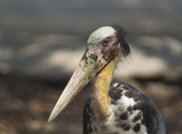 Страшная птица