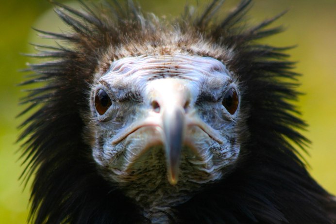 Самая страшная птица в мире