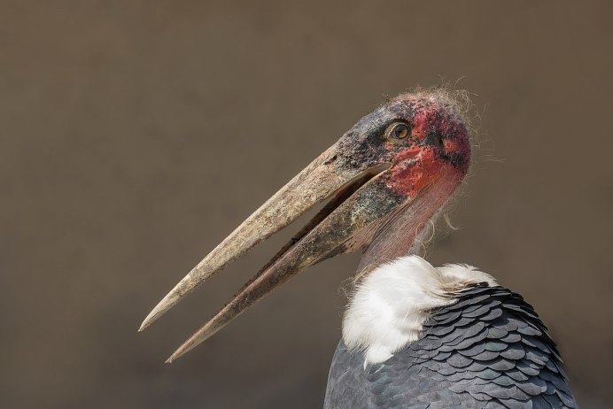 Lappet-faced Vulture