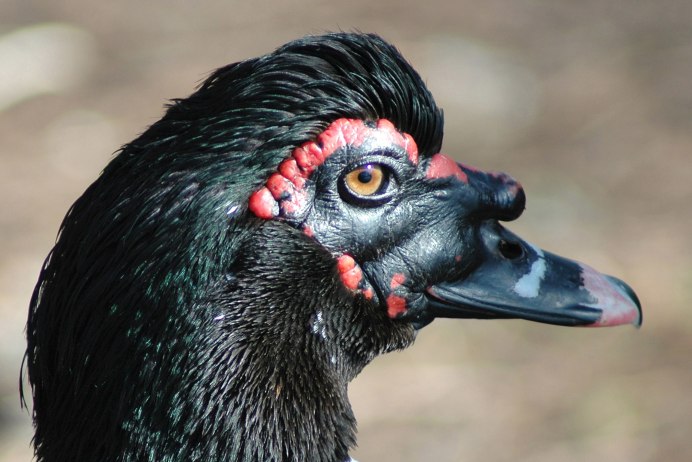 Королевский гриф