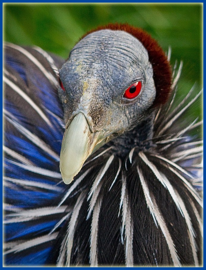 Страшная птица