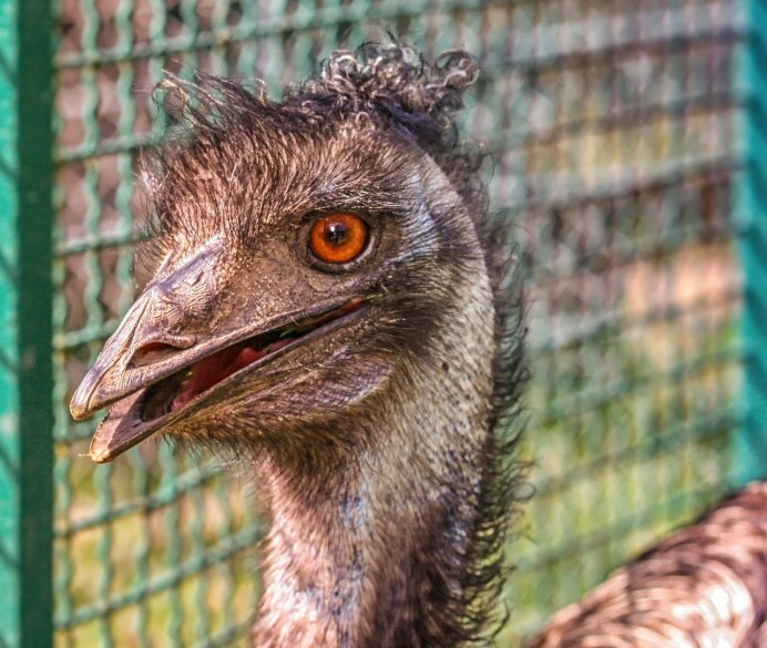 Китоглавые (Balaenicipitidae)