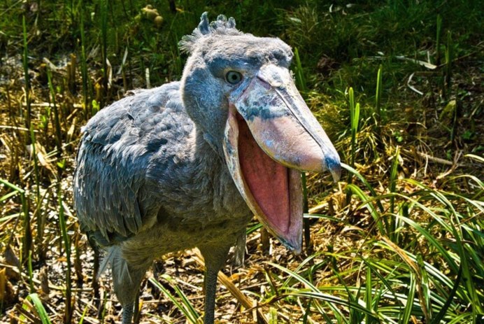 Зубастые птицы