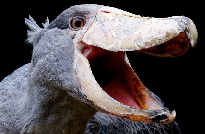 Leptoptilos robustus