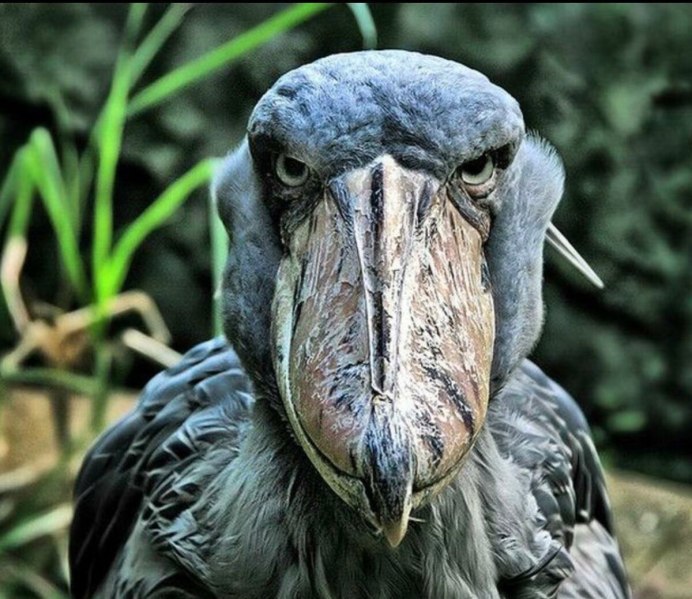 Цапля китоглав