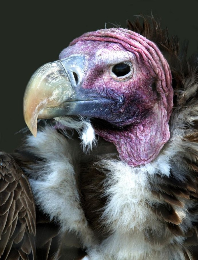 Вязаный китоглав