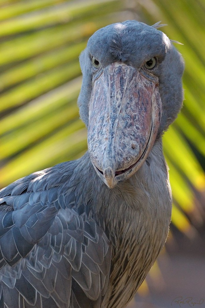 Цапля китоглав