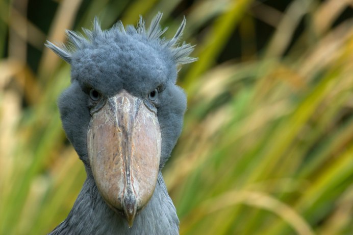 Китоглав злой