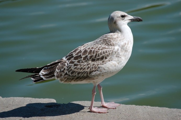 Larus argentatus