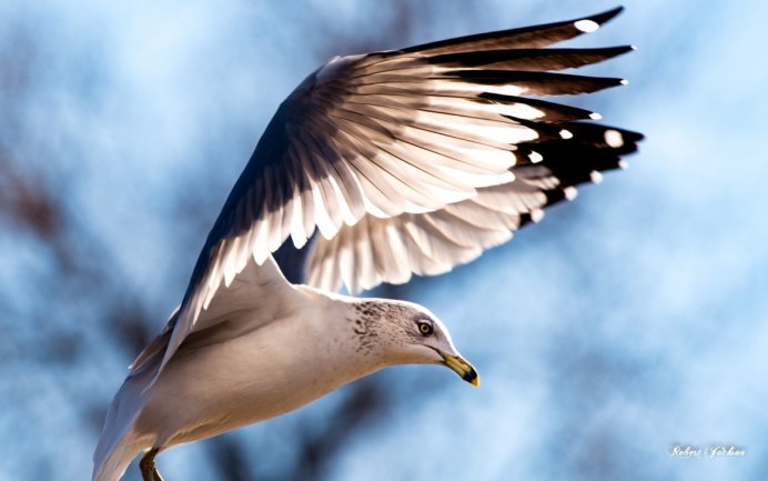 Чайка с черными крыльями