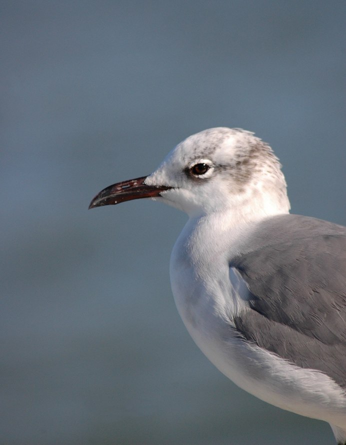 Серебристая Чайка птенец