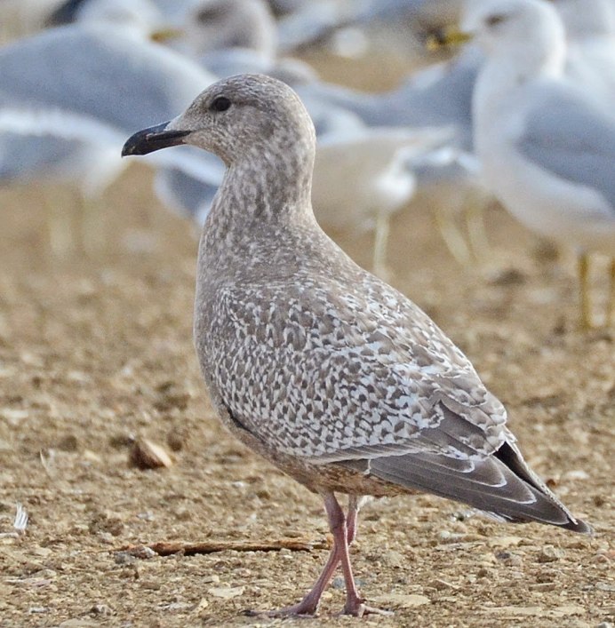 Чайка серая Рябая пестрая