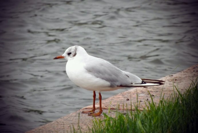 Чайка песочник