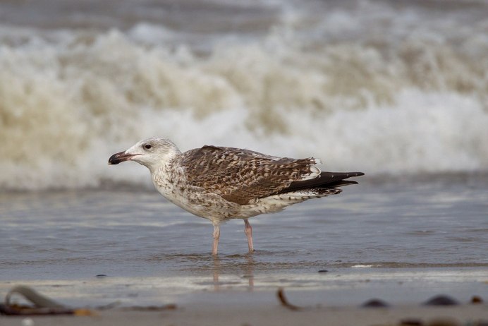 Чайка городская птица