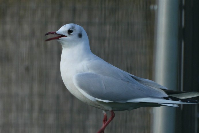 Серебристая Чайка (European Herring Gull)