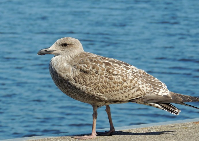 Чайка Черноморская пятнистая