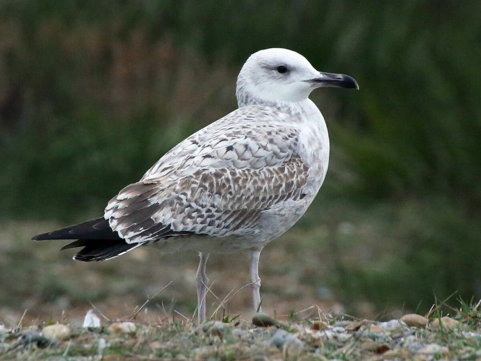 Серебристая Чайка Larus argentatus