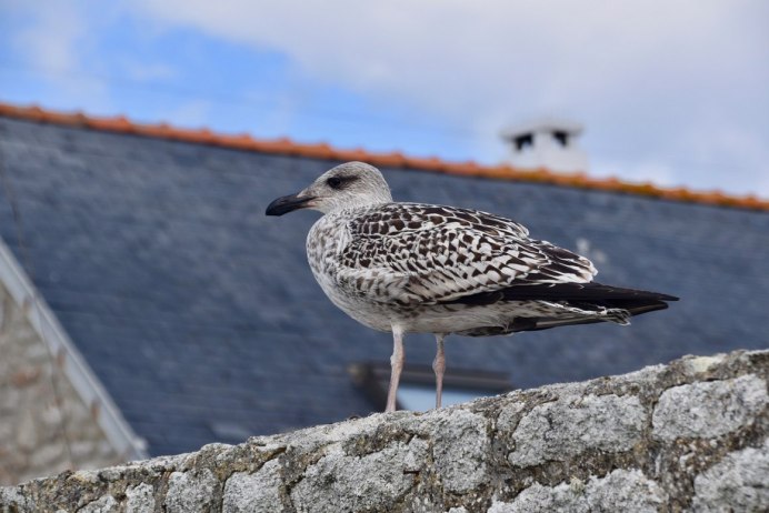 Чайка серая Рябая