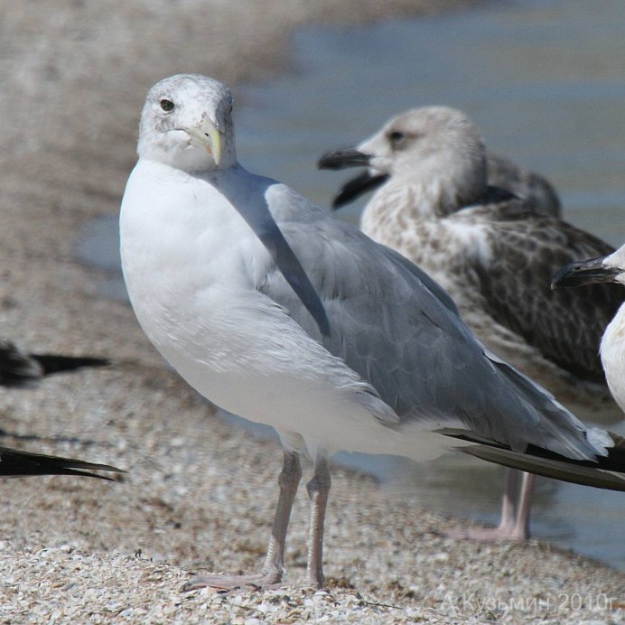 Большая серая птица