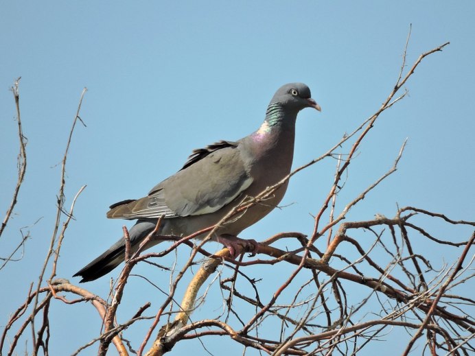 Дикий голубь витютень