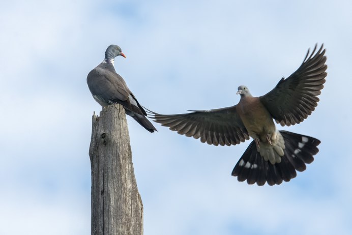 Витютень птица