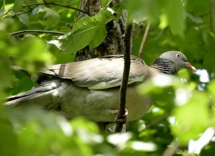Дикий Лесной голубь вяхирь