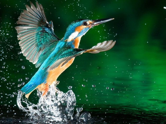 Мурмурация птиц