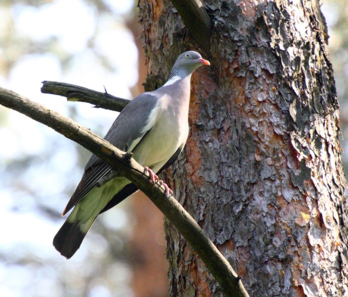 Дикий голубь вяхирь