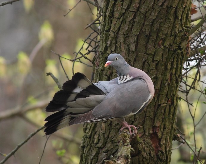 Вяхирь (Columba palumbus)