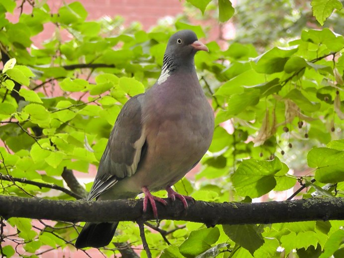 Дикий голубь вяхирь