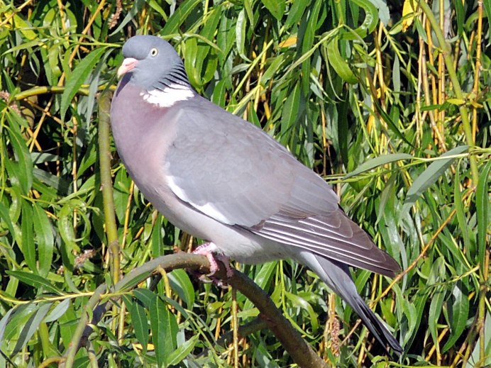 Лесной голубь вяхирь