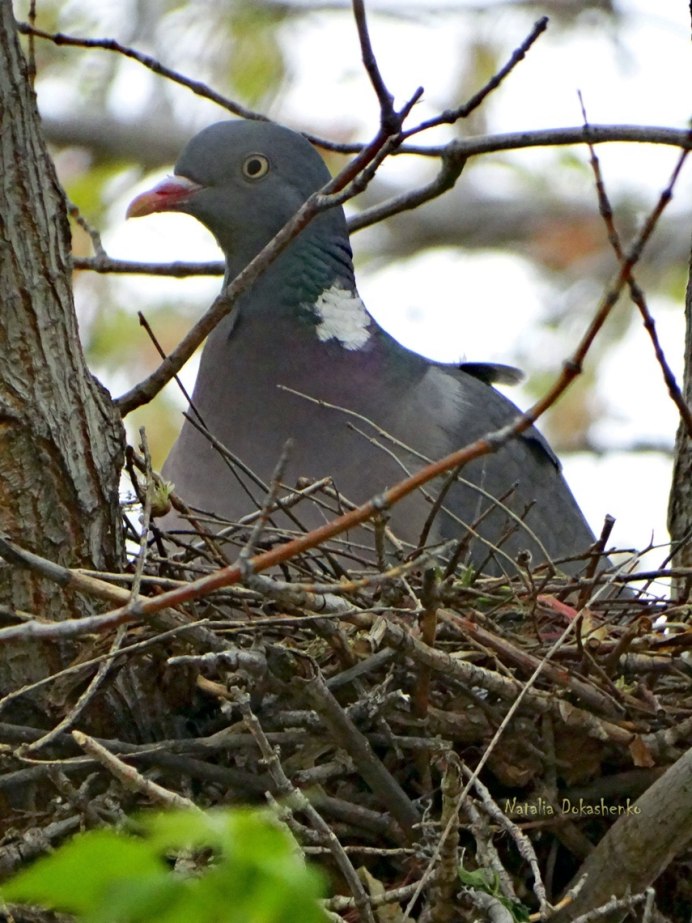 Дикие голуби Краснодарского края