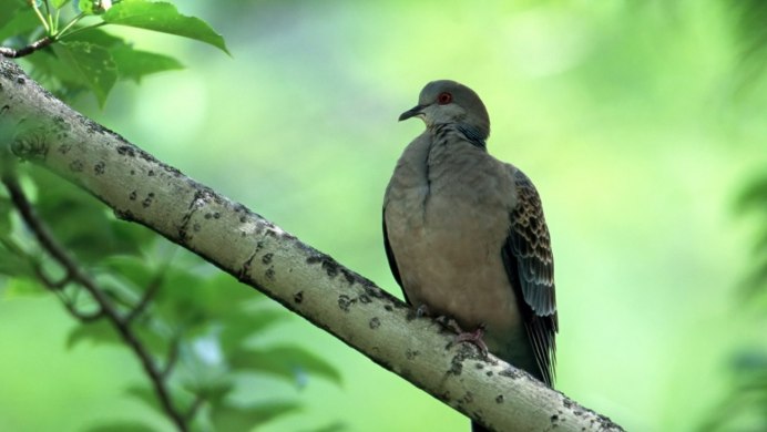 Вяхирь витютень