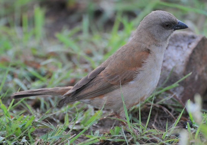 Зяблик (fringilla COELEBS)