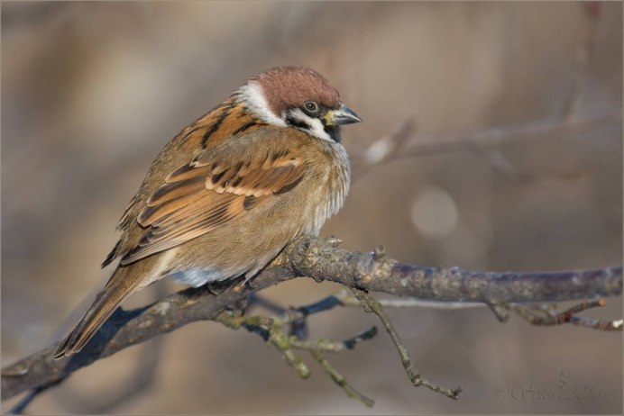 Зяблик (fringilla COELEBS)