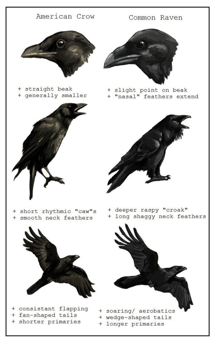 Crow Raven разница