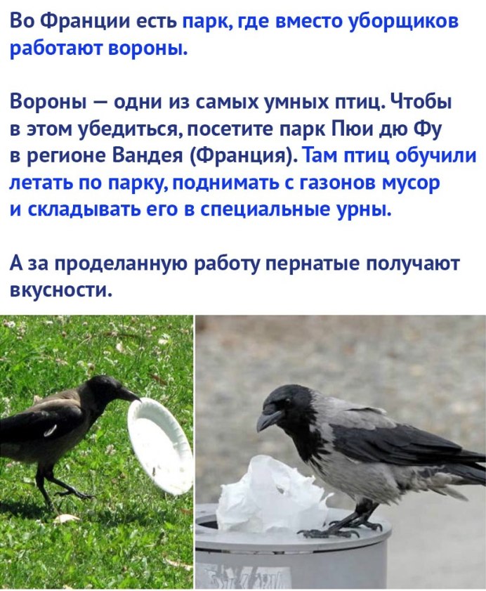 Клюв Грача