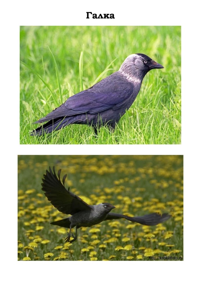 Raven and Crow