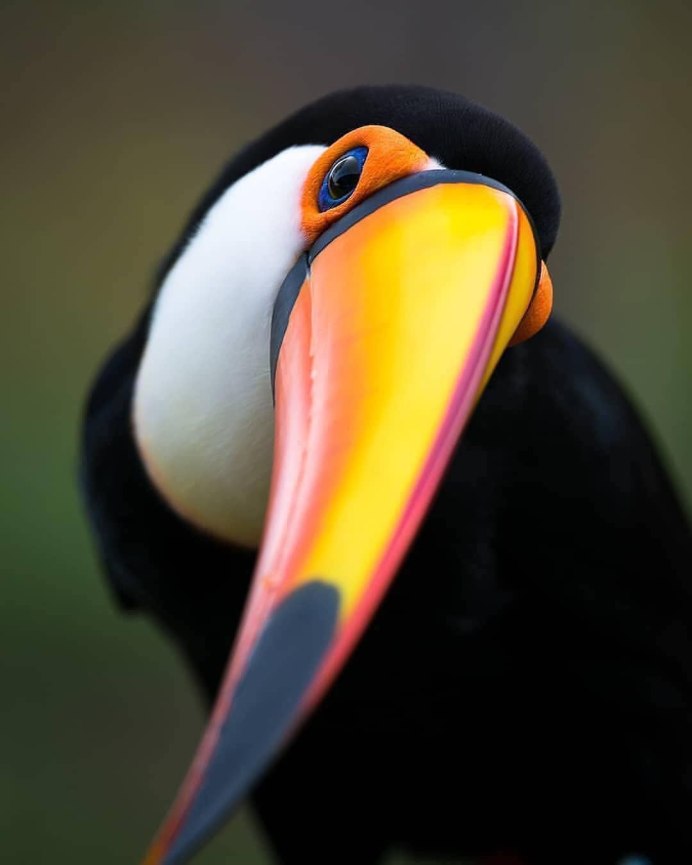 Atlantic Puffin
