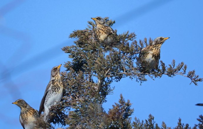 Дрозд рябинник Fieldfare turdus pilaris