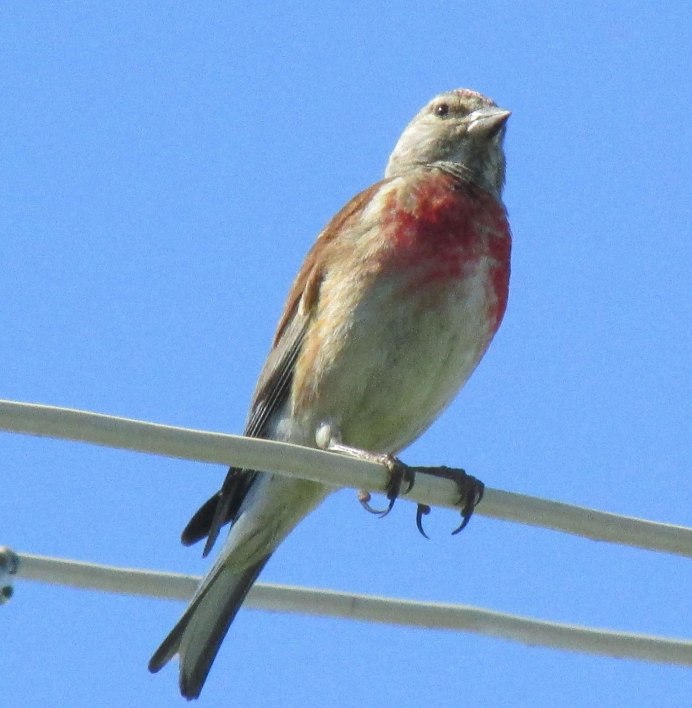 Сибирская чечевица Carpodacus roseus