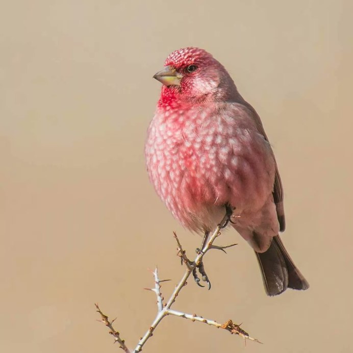 Rosefinch птица