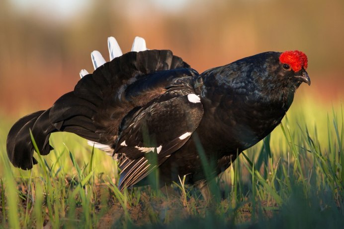 Тетерев шалфейный (Centrocercus urophasianus)