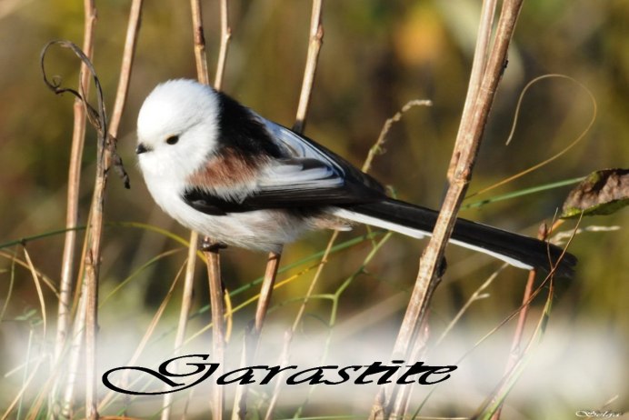 Длиннохвостая синица самец