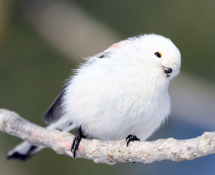 Черноголовая Чайка (Larus melanocephalus)