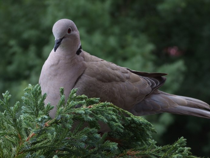Кольчатая Горлица Streptopelia decaocto
