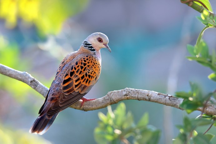 Кольчатая Горлица (Streptopelia bitorquata)