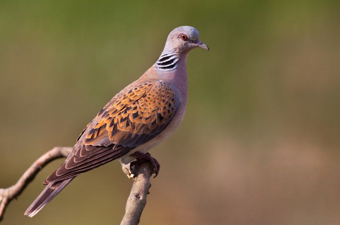 Обыкновенная Горлица (Streptopelia Turtur)