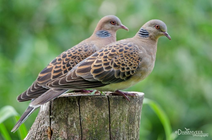 Кольчатая Горлица Streptopelia decaocto
